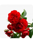 Rosiers
