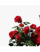 Rosiers buisson