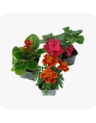 Plantes fleuries bi annuelles