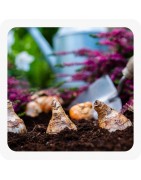 Semences et bulbes | Au Jardin des Plantes