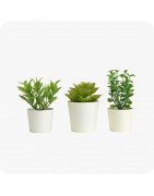 Mini-Plantes