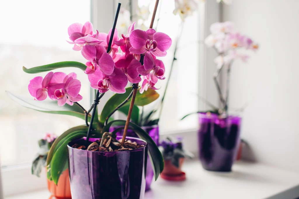 idées cadeaux plante