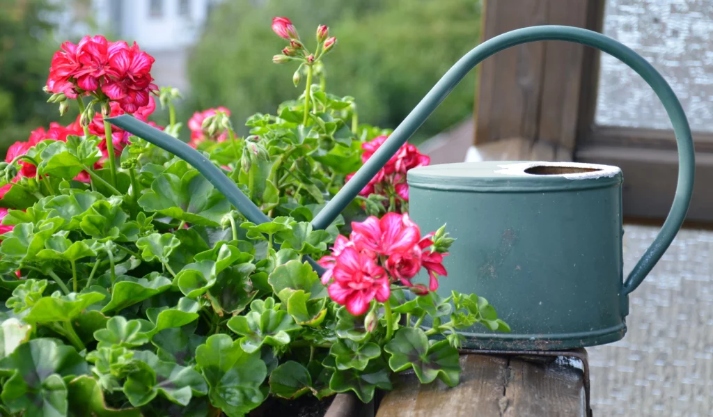 Faut-il arroser les plantes en hiver ?