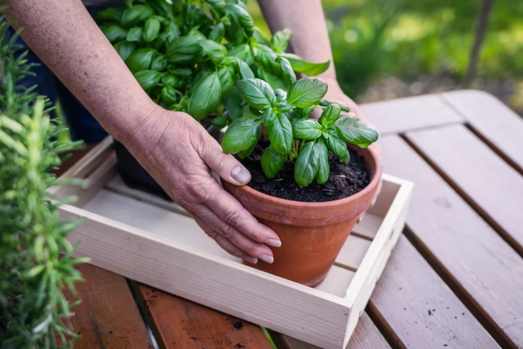 Comment conserver ses plantes aromatiques ?