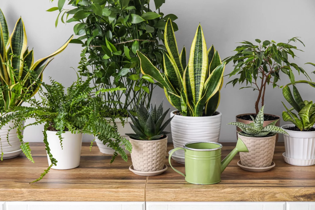 Plantes grasses d’intérieurs : 8 variétés faciles à entretenir