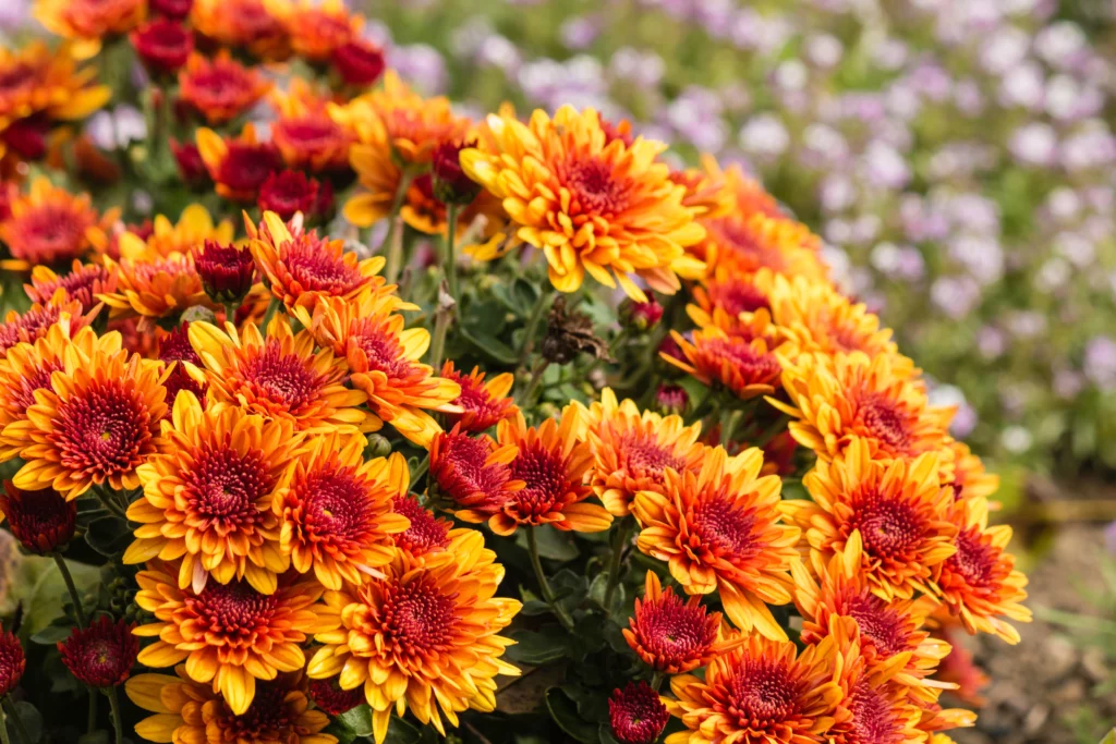 Quelle fleur planter en septembre ?
