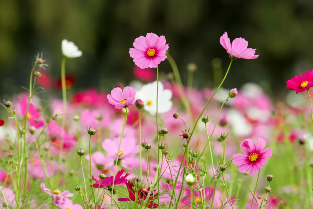Quelles fleurs de printemps planter en mars ?