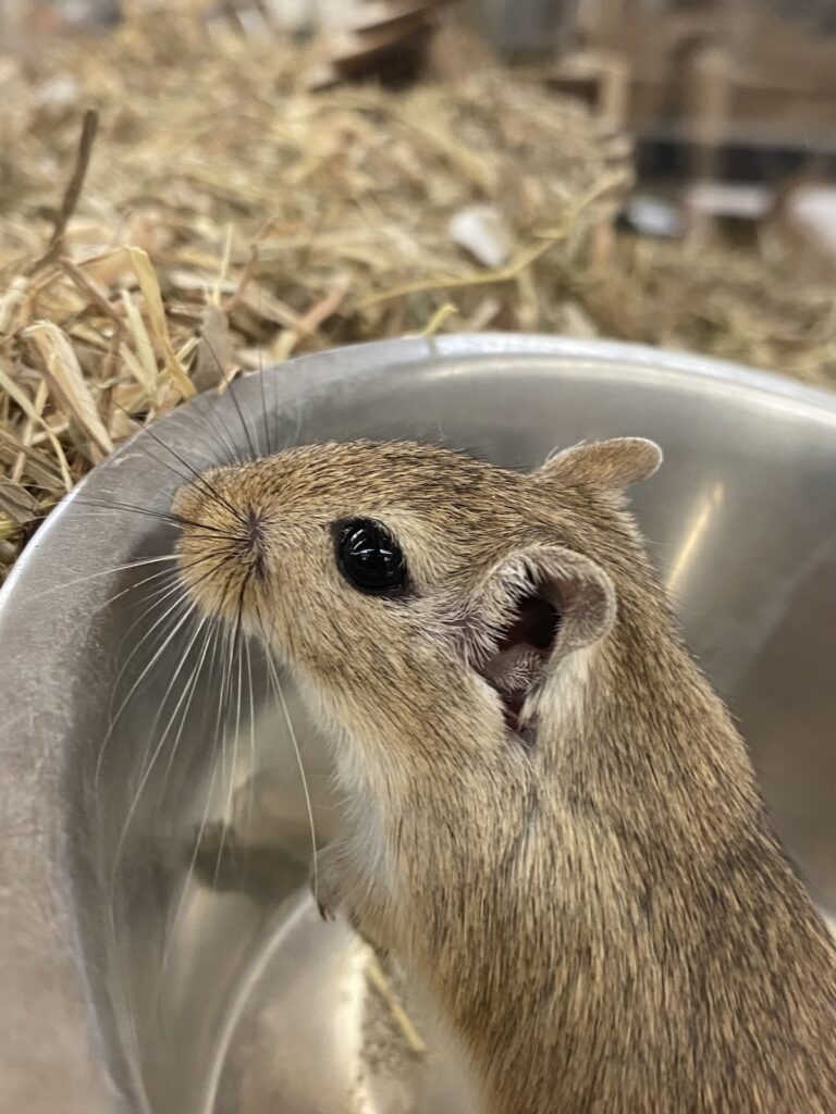 Je viens d’adopter une gerbille