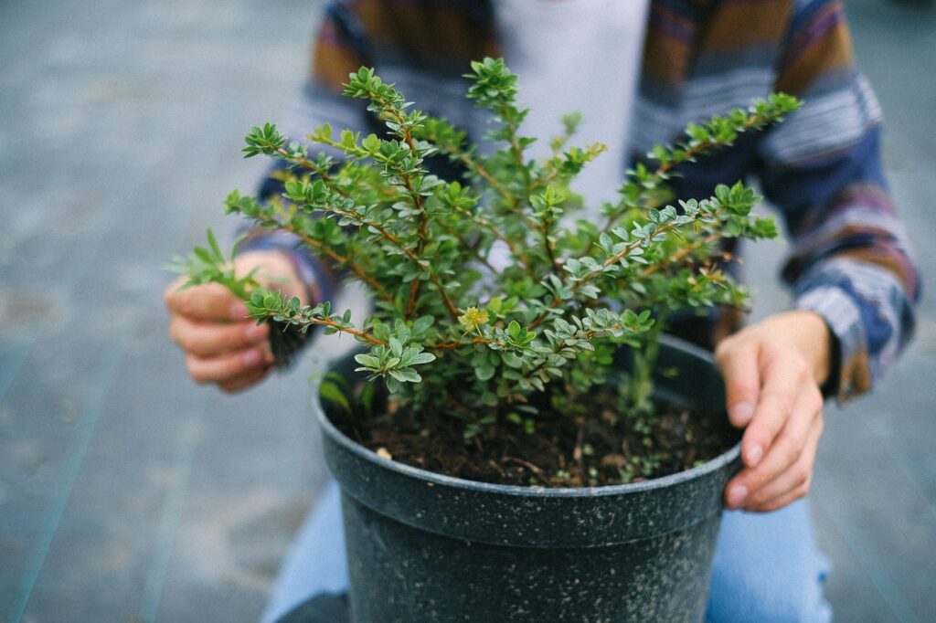 Faut-il planter à la sainte Catherine ?