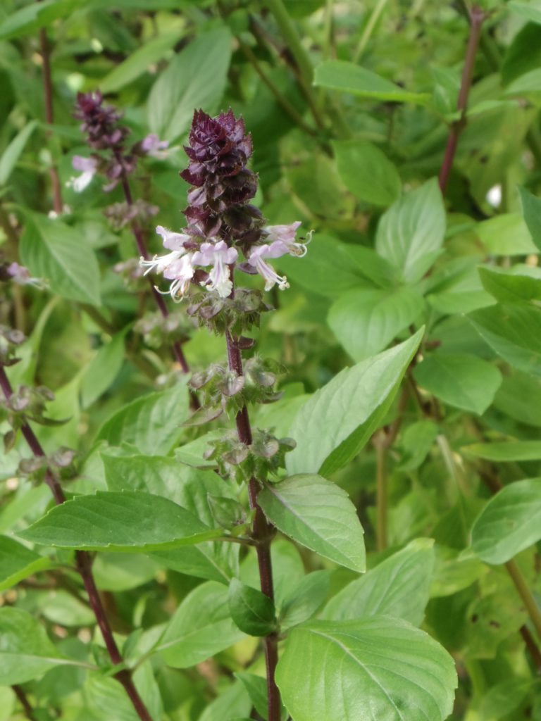 Les 4 plantes aromatiques les plus surprenantes !