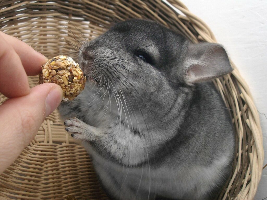 Je viens d’adopter un chinchilla