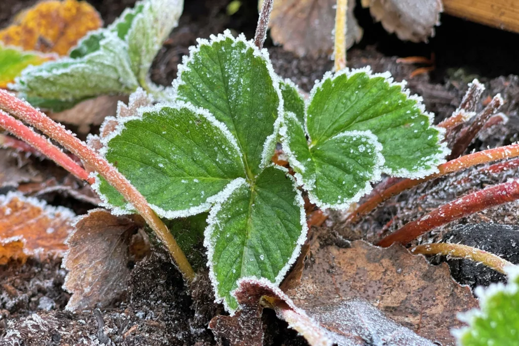 Comment protéger les plantes du gel ?