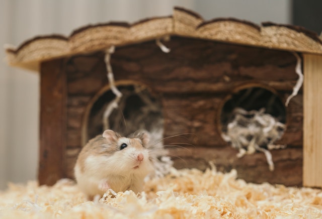 Je viens d’adopter un hamster