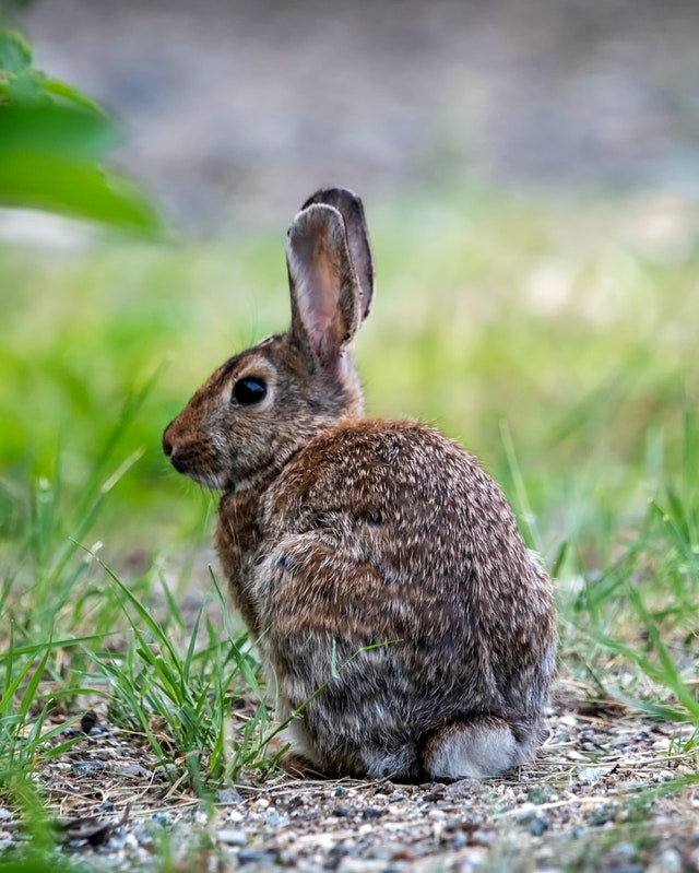 Je viens d’adopter un lapin nain