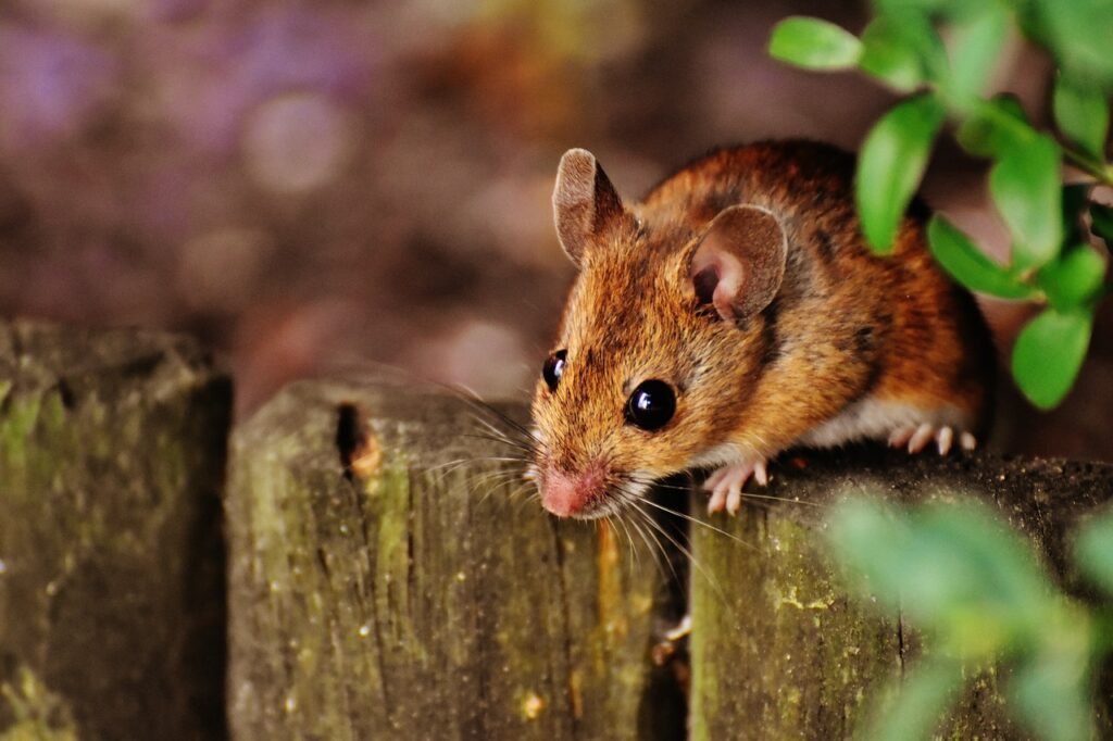 Je viens d’adopter une souris