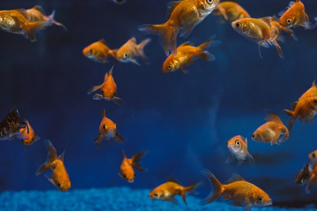 Je viens d’adopter un poisson rouge