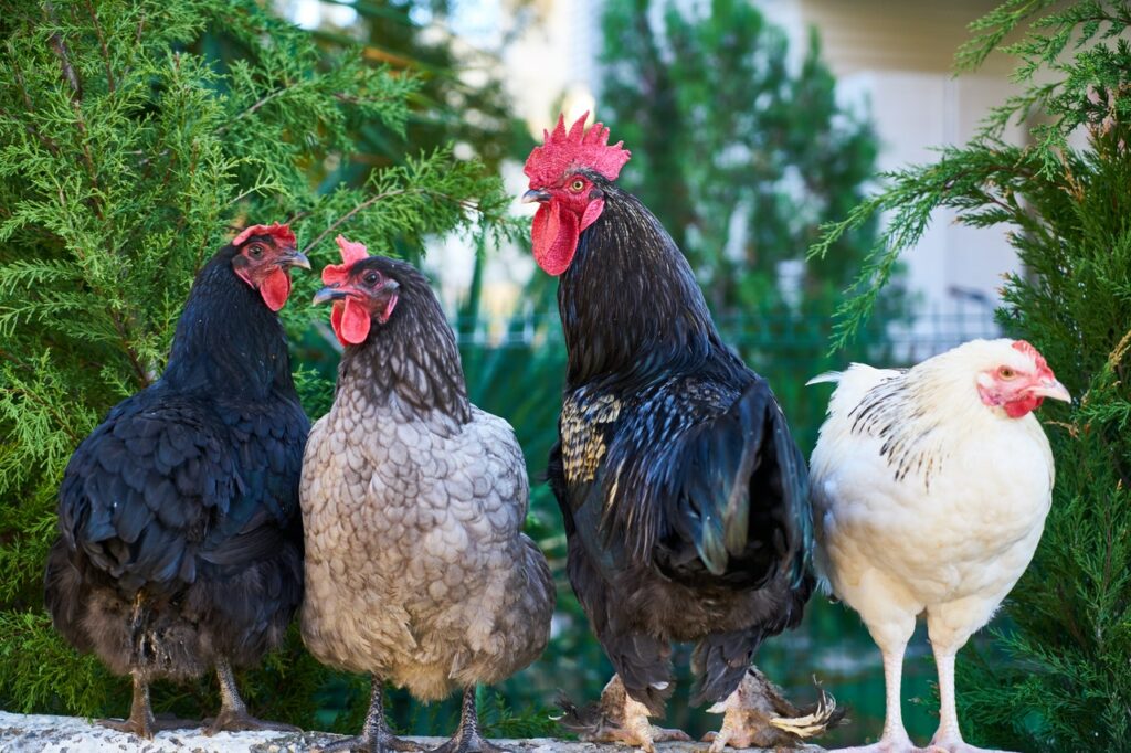 Je viens d’adopter une poule