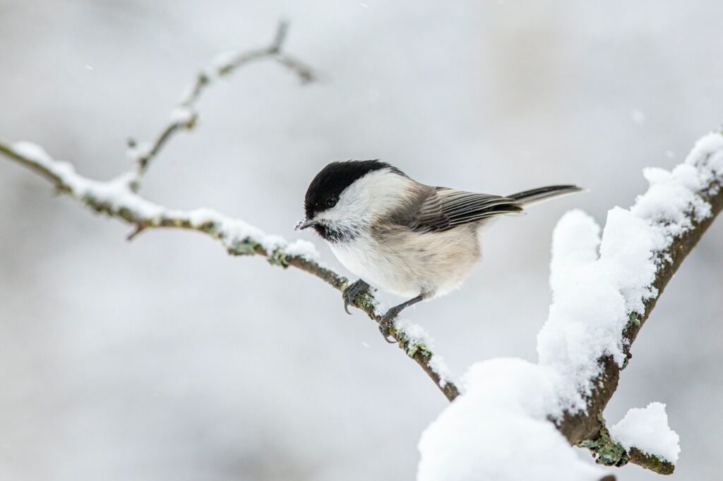 Aidons les oiseaux à passer l’hiver