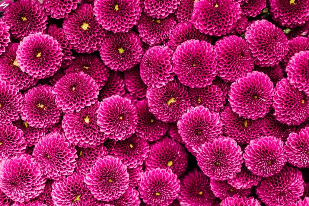 Les chrysanthèmes de la toussaint