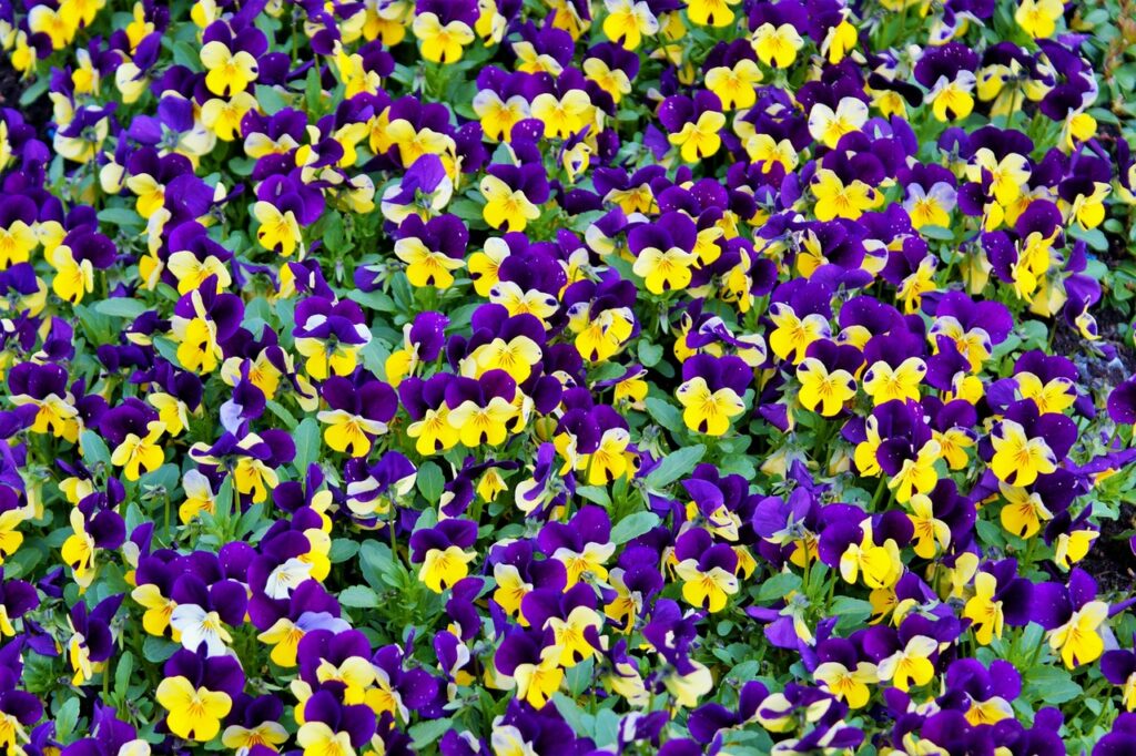 Le printemps est là et les caméras aussi !
