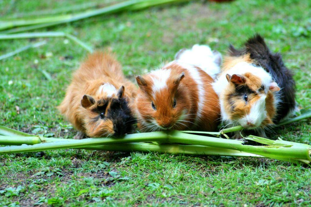 Je viens d’adopter un cochon d’Inde