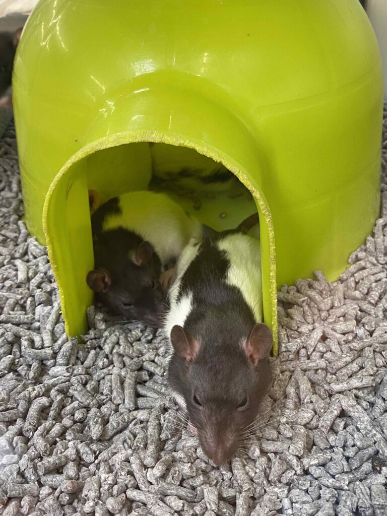Je viens d’adopter un rat