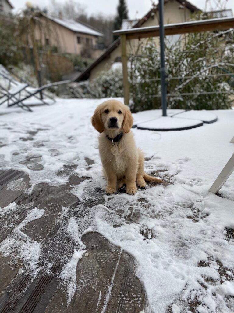 3 conseils pour chouchouter son chien en hiver