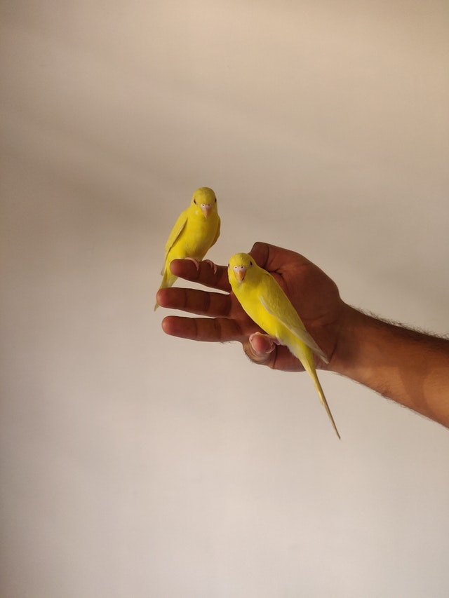 Je viens d’adopter un canari