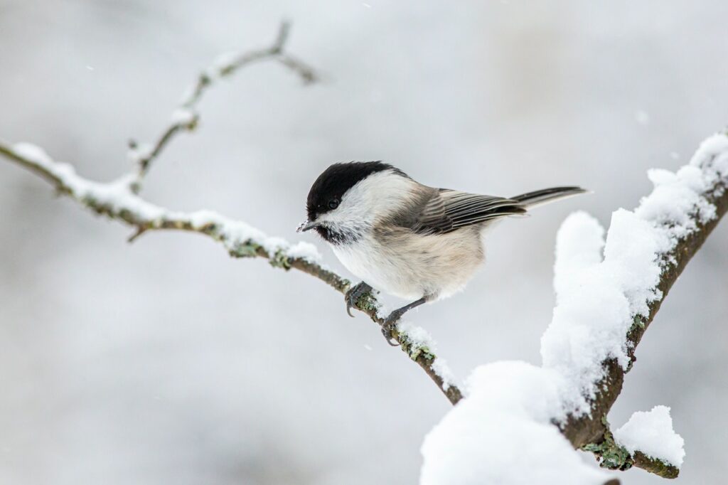 conseil oiseaux